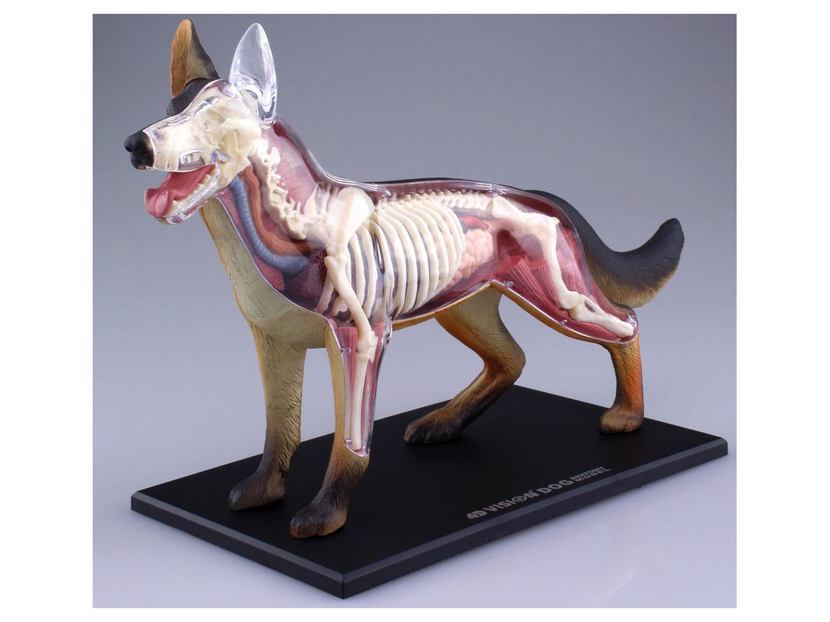 立体パズル 4D VISION 動物解剖モデル 犬 フィギュア シェパード