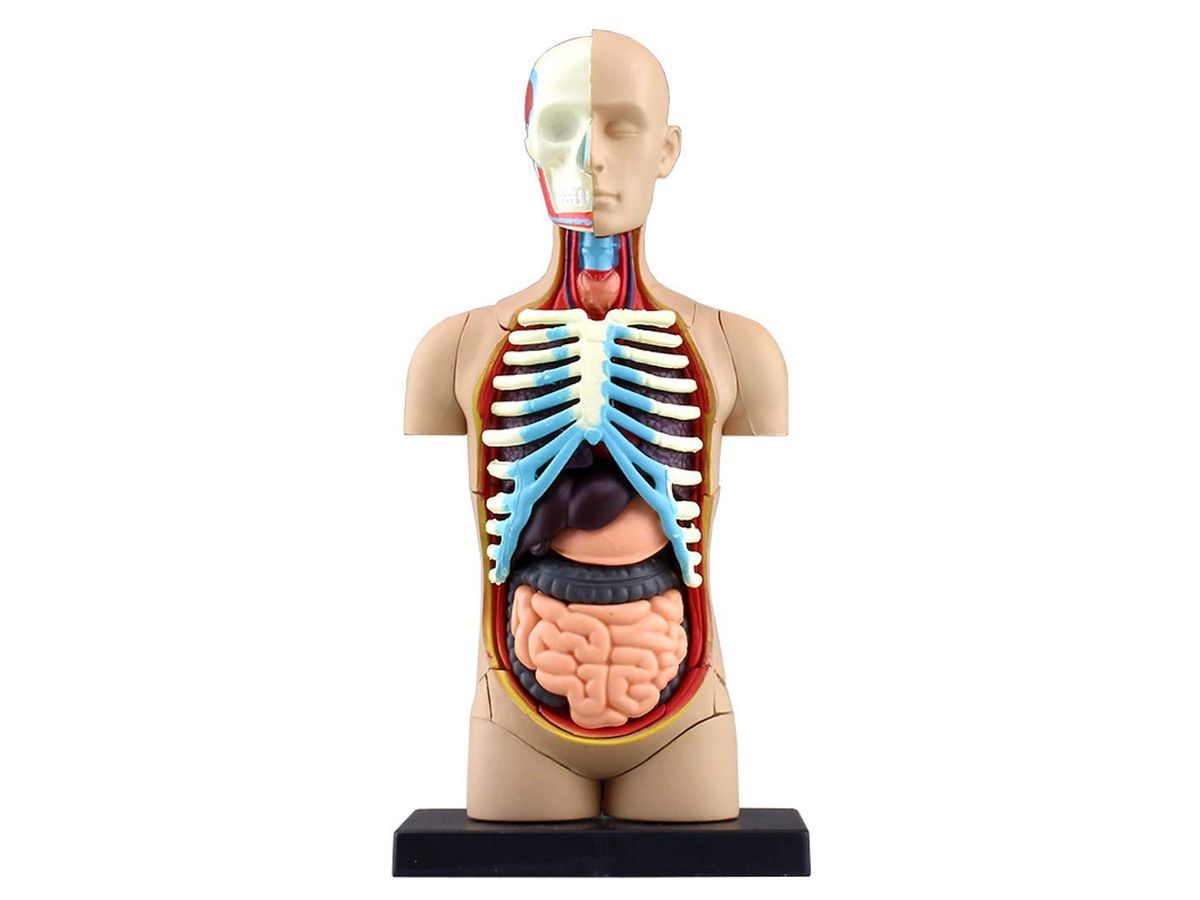 人体解剖学 Amazon | GUOOL 1：6人体解剖学透明体取り外し可能な筋肉、臓器