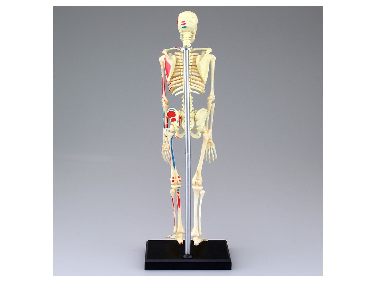 全身骨格解剖モデル By 青島文化教材 ホビーリンク ジャパン 全身骨格解剖モデル By 青島文化教材 ホビーリンク ジャパン