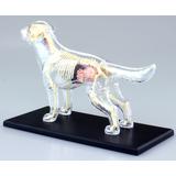 4D VISION 動物解剖モデル 犬解剖スケルトンモデル (リニューアル