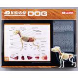 4D VISION 動物解剖モデル 犬解剖スケルトンモデル (リニューアル