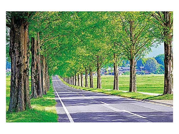 ジグソーパズル メタセコイアの並木道 1000ピース (75cm x 50cm) | HLJ