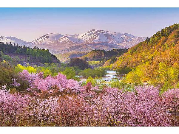 ジグソーパズル: 春茜 月山と大山桜 1000P | HLJ.co.jp