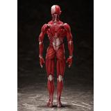 figma 人体模型 | HLJ.co.jp