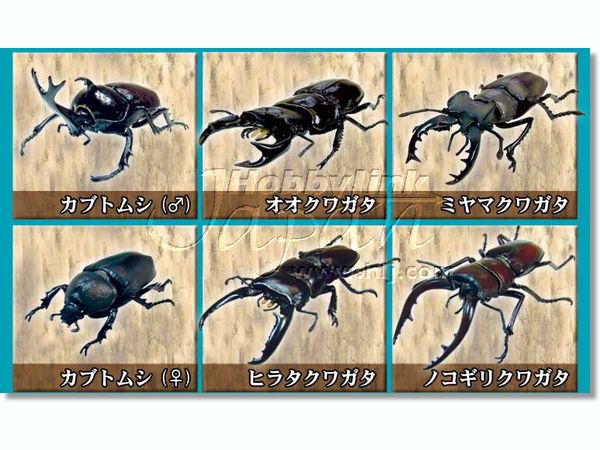 世界昆虫大百科 1Box 10pcs | HLJ.co.jp