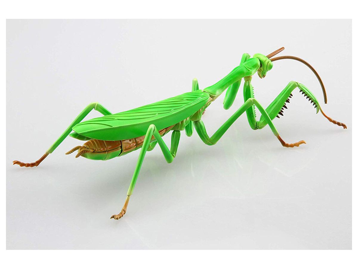 無料でダウンロード カマキリ の 写真 Gazojpvacation 無料でダウンロード カマキリ の 写真 Gazojpvacation