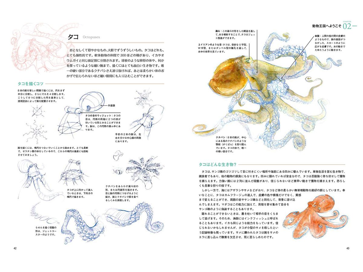 野生動物の描き方 生物の体の構造と仕組みをわかりやすく解説 By ホビージャパン ホビーリンク ジャパン 野生動物の描き方 生物の体の構造と仕組みをわかりやすく解説 By ホビージャパン ホビーリンク ジャパン