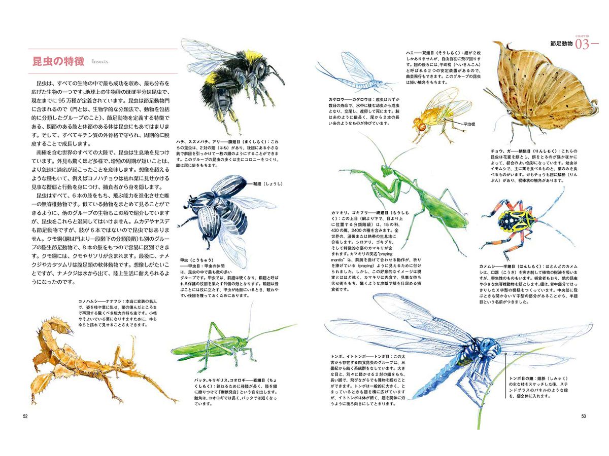 野生動物の描き方 生物の体の構造と仕組みをわかりやすく解説 By ホビージャパン ホビーリンク ジャパン 野生動物の描き方 生物の体の構造と仕組みをわかりやすく解説 By ホビージャパン ホビーリンク ジャパン