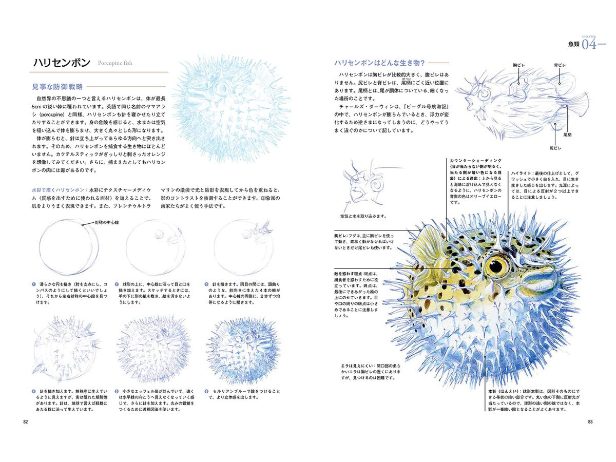 野生動物の描き方 生物の体の構造と仕組みをわかりやすく解説 By ホビージャパン ホビーリンク ジャパン 野生動物の描き方 生物の体の構造と仕組みをわかりやすく解説 By ホビージャパン ホビーリンク ジャパン