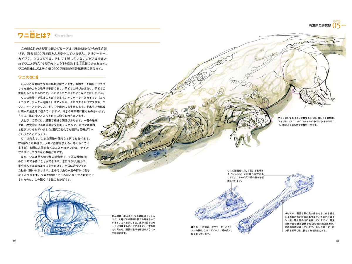 野生動物の描き方 生物の体の構造と仕組みをわかりやすく解説 By ホビージャパン ホビーリンク ジャパン 野生動物の描き方 生物の体の構造と仕組みをわかりやすく解説 By ホビージャパン ホビーリンク ジャパン