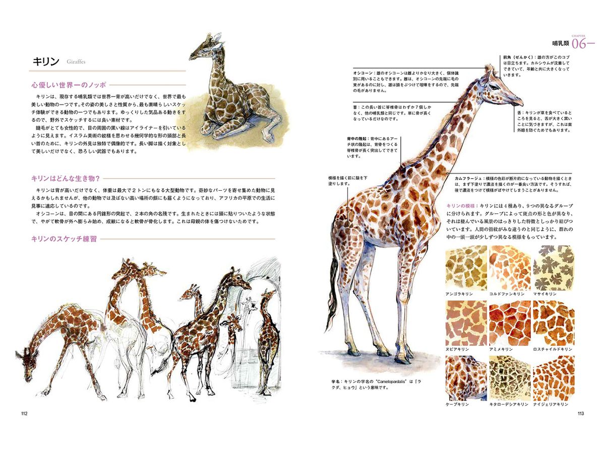 野生動物の描き方 生物の体の構造と仕組みをわかりやすく解説 By ホビージャパン ホビーリンク ジャパン 野生動物の描き方 生物の体の構造と仕組みをわかりやすく解説 By ホビージャパン ホビーリンク ジャパン