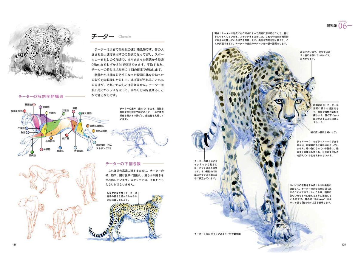 野生動物の描き方 生物の体の構造と仕組みをわかりやすく解説 By ホビージャパン ホビーリンク ジャパン 野生動物の描き方 生物の体の構造と仕組みをわかりやすく解説 By ホビージャパン ホビーリンク ジャパン