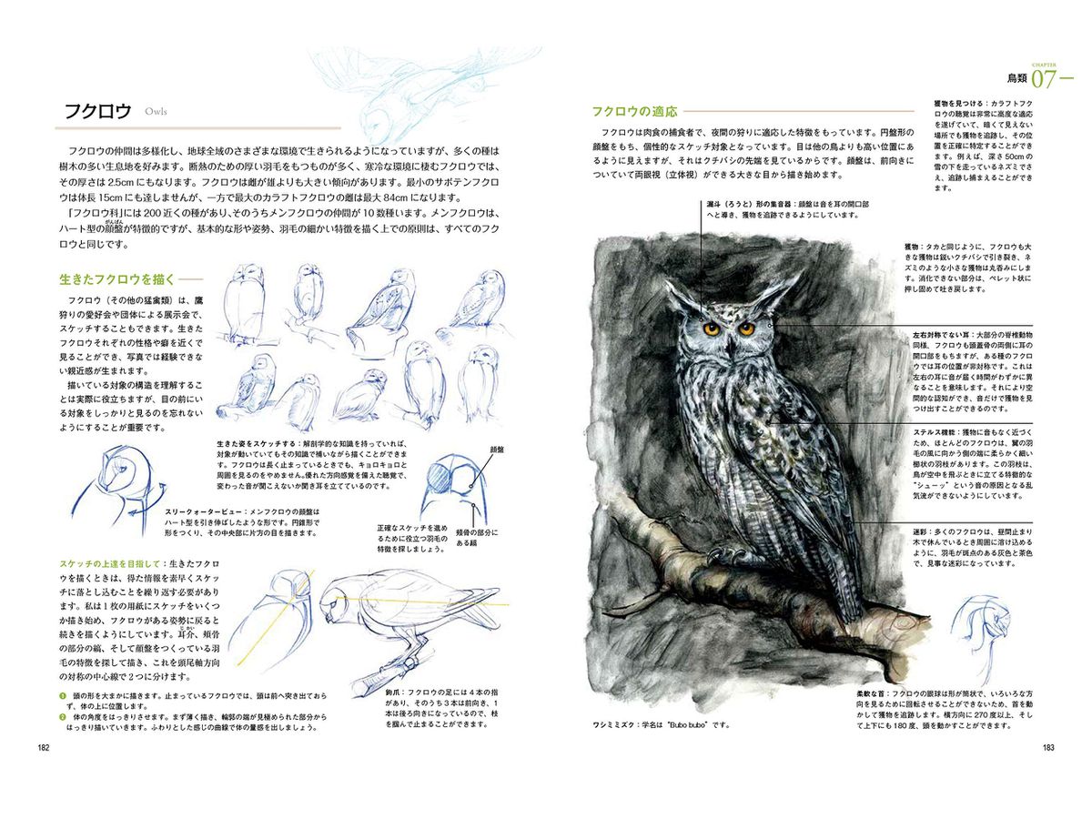 野生動物の描き方 生物の体の構造と仕組みをわかりやすく解説 By ホビージャパン ホビーリンク ジャパン 野生動物の描き方 生物の体の構造と仕組みをわかりやすく解説 By ホビージャパン ホビーリンク ジャパン