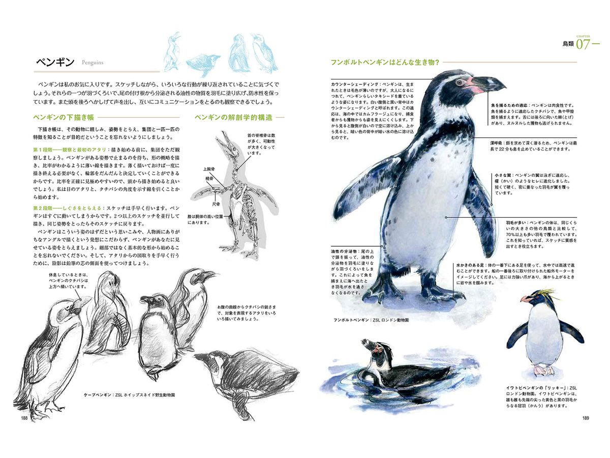 野生動物の描き方 生物の体の構造と仕組みをわかりやすく解説 By ホビージャパン ホビーリンク ジャパン 野生動物の描き方 生物の体の構造と仕組みをわかりやすく解説 By ホビージャパン ホビーリンク ジャパン