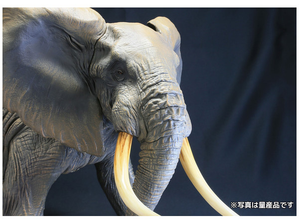 【初期カラー】アフリカゾウ ビッグフィギュア ◆ メガソフビアドバンス 初期カラー】アフリカゾウ ビッグフィギュア ◇ メガソフビ