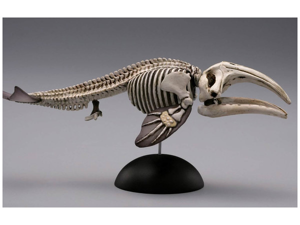 海洋堂　アクアテイルズ　AQUATALES セミクジラ　骨格 Amazon | 海洋堂 アクアテイルズ セミクジラ骨格 約120mm ポリ