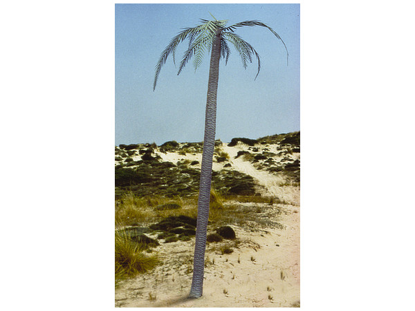 1/35 ヤシの木 | HLJ.co.jp